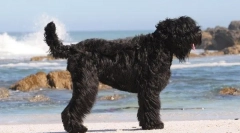 Terrier negru rus (fotografie): minte, determinare și farmec